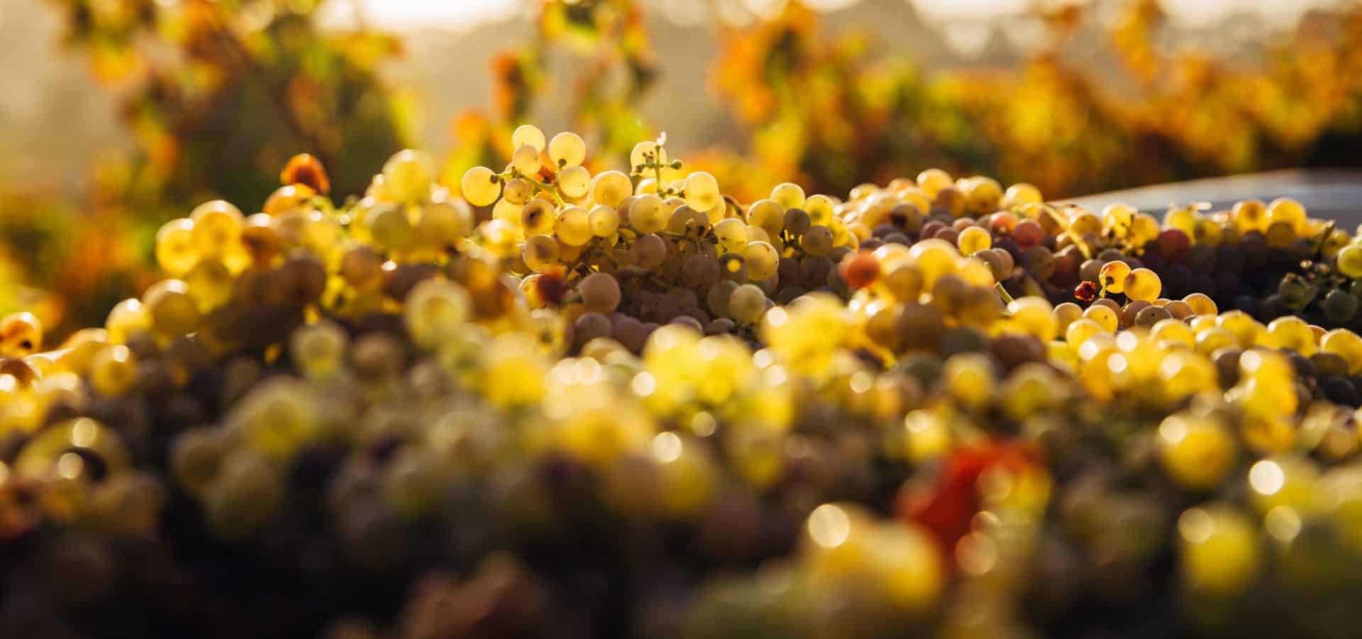 Ardoa Vuelta – Vuelta de los vinos vascos