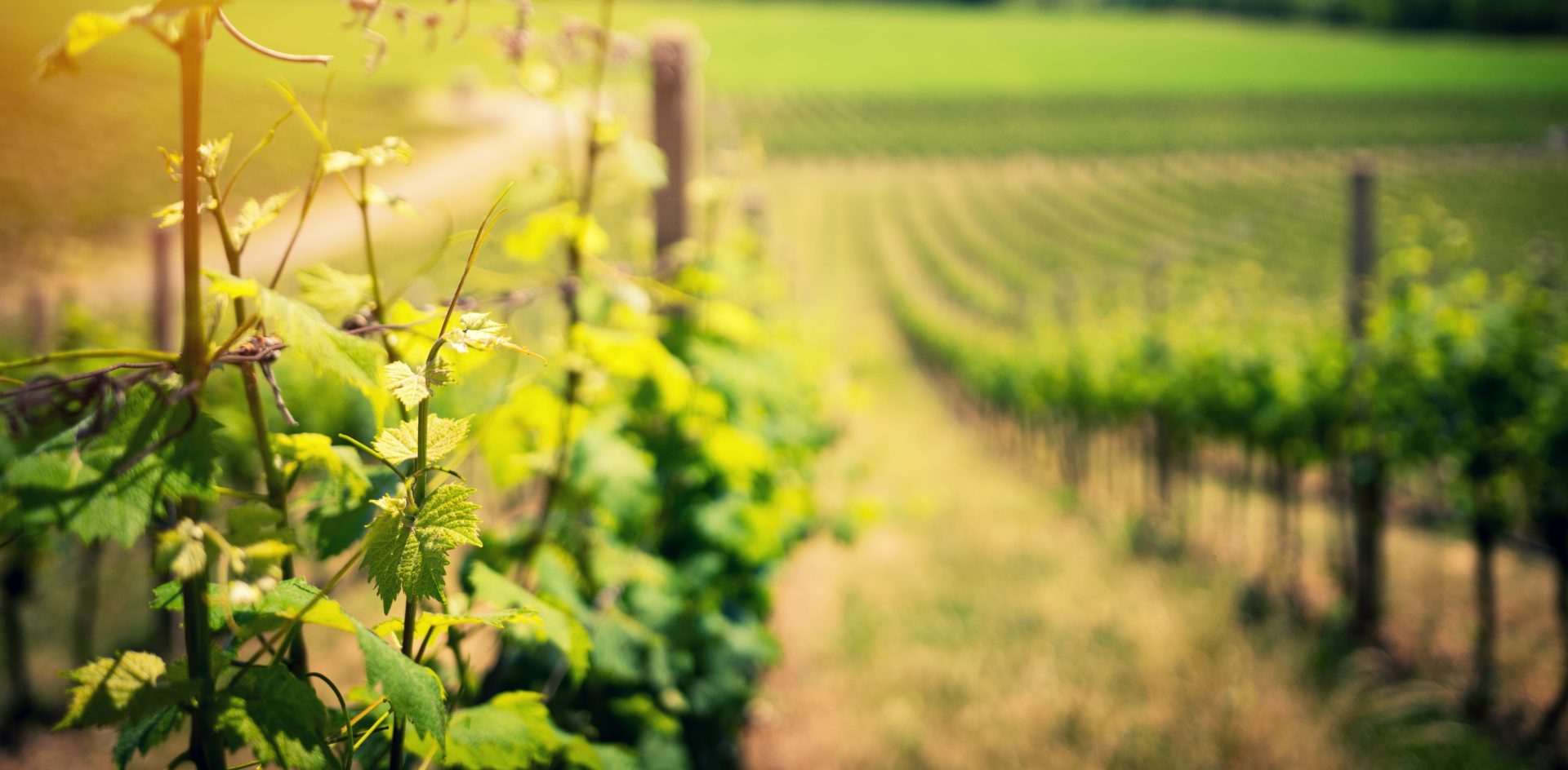 Fêtes des vendanges Logroño – Rioja