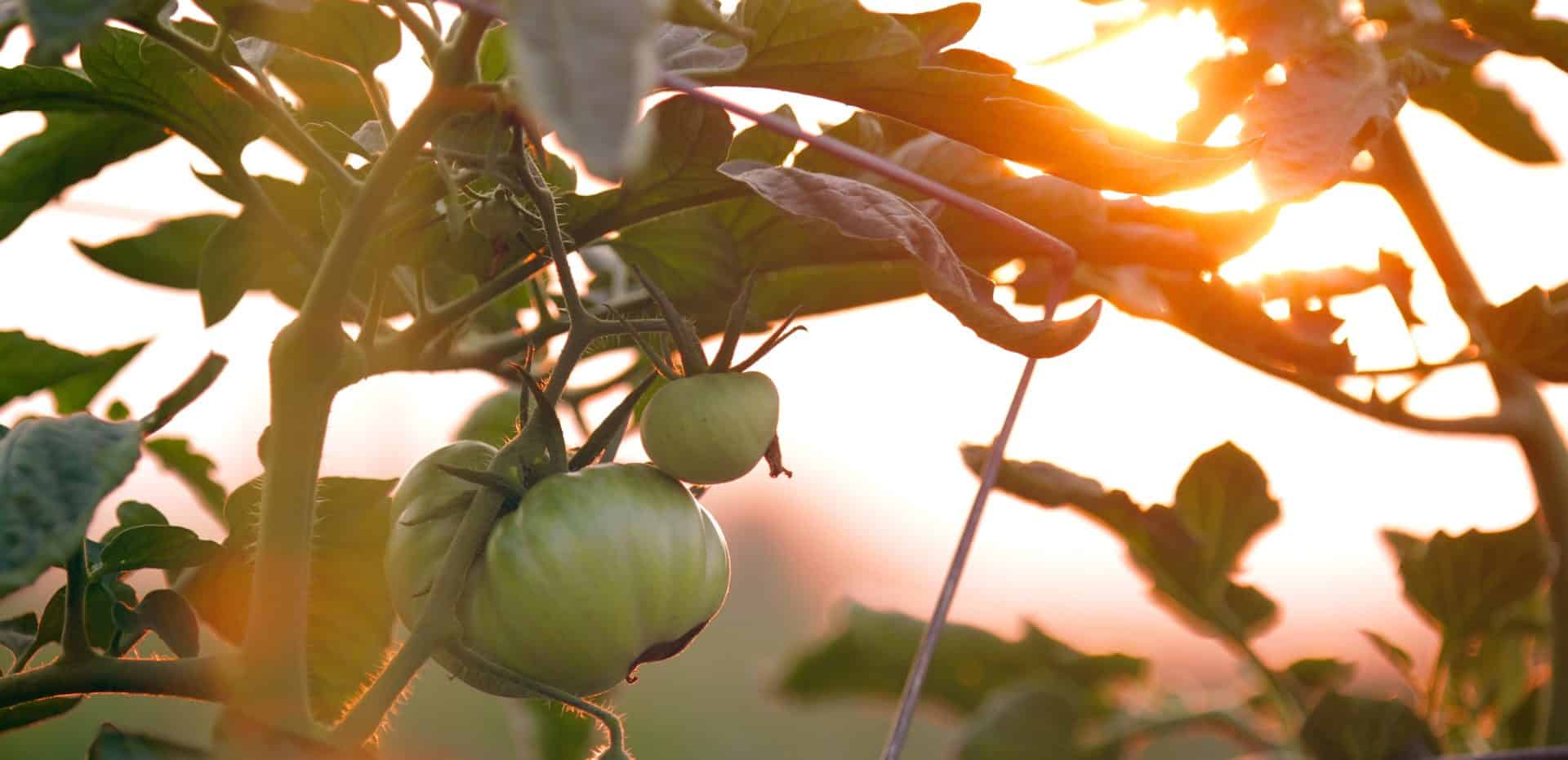 Le Marché des producteurs Basques